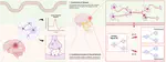 Connectome Mapping: Shape-Memory Network via Interpretation of Contextual Semantic Information